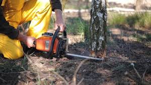 Reliable Rockville, IN Tree Removal and Landscaping Services Solutions